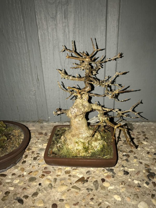 50 Years Old Trident Maple Bonsai - Image 4
