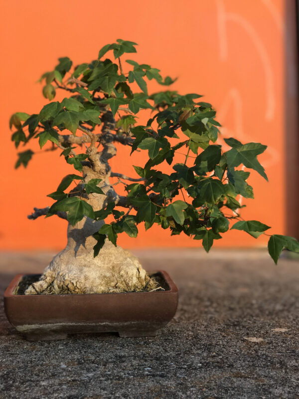 50 Years Old Trident Maple Bonsai - Image 3