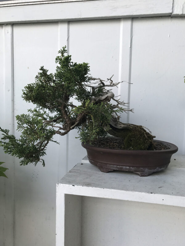 45 Years Old Shimpaku Juniper Bonsai - Image 3