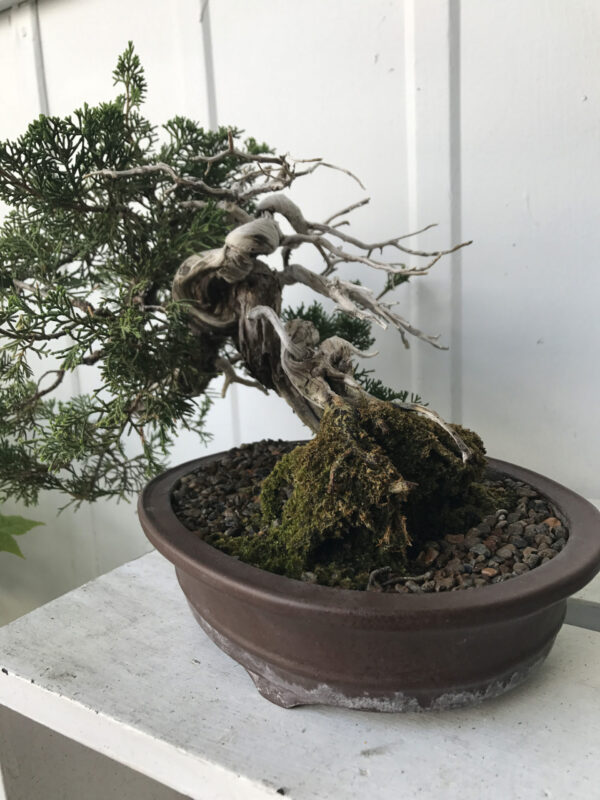 45 Years Old Shimpaku Juniper Bonsai - Image 2