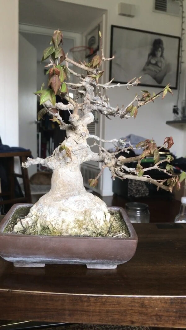 50 Years Old Trident Maple Bonsai - Image 2