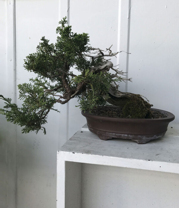 45 Years Old Shimpaku Juniper Bonsai - Image 4